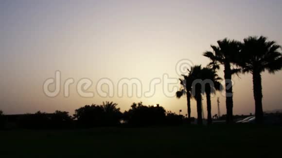在异国他乡棕榈树上美丽的日出视频的预览图