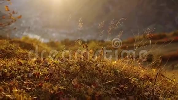 秋草山中夕阳视频的预览图