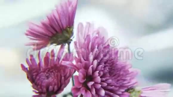 紫色的花在银色的背景上旋转视频的预览图