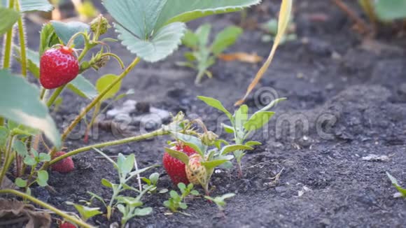 花园里新鲜美丽可口的草莓视频的预览图