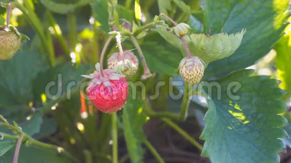 花园里新鲜美丽可口的草莓视频的预览图