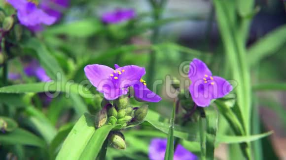 几朵花坎帕努拉波滕夏拉紫色视频的预览图