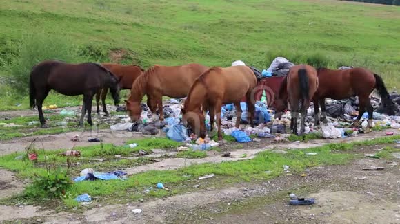 马群在垃圾堆里吃食物视频的预览图