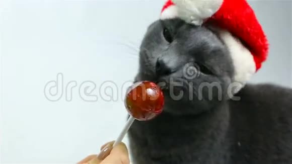 猫圣诞老人舔棒棒糖搞笑灰猫圣诞老人视频的预览图