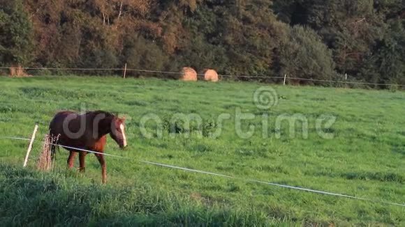 两匹棕色的马一步步地穿过草地视频的预览图