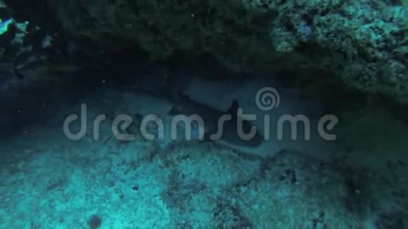 潜水员在珊瑚礁之间水下游泳潜水员检查氧气水平鲨鱼视频的预览图