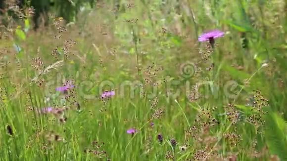 紫色的野花视频的预览图