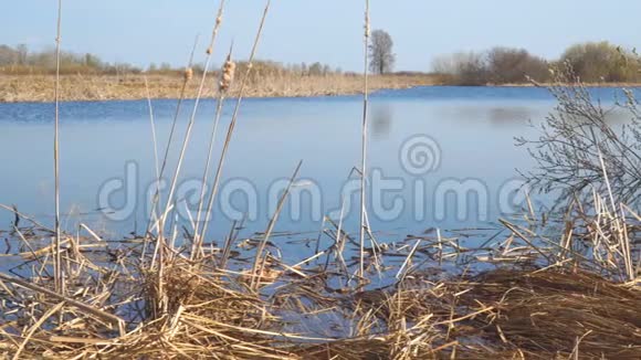 早春的河流或小湖视频的预览图