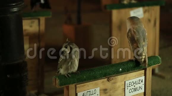两只猫头鹰坐在树枝上在中世纪的市场里环顾四周视频的预览图