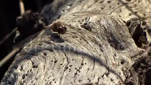 WV大观国家公园老池塘原木上的蜻蜓和蚂蚁视频的预览图