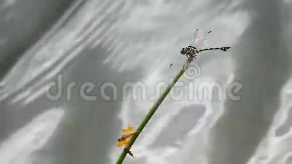两只蜻蜓在树枝上休息视频的预览图
