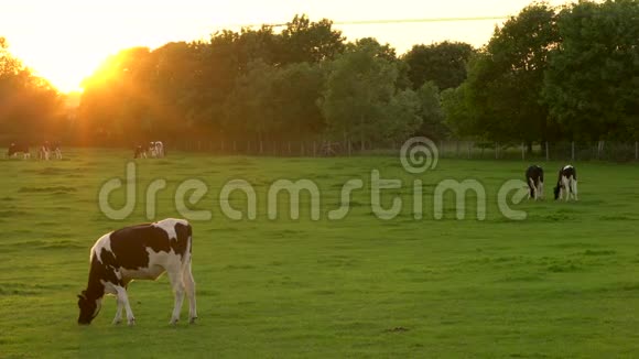 在日落或日出的时候在农场里吃草的弗里斯的牛群视频的预览图