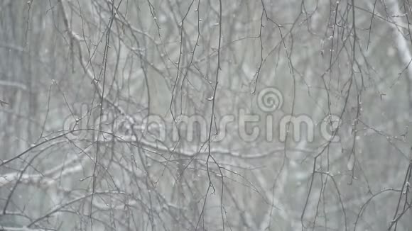 在树枝上下雪视频的预览图