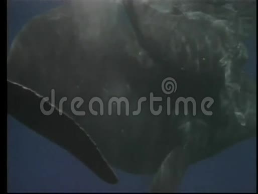 鲸鱼及其小牛的特写镜头浮出水面视频的预览图