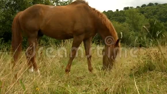 马在田里吃草视频的预览图