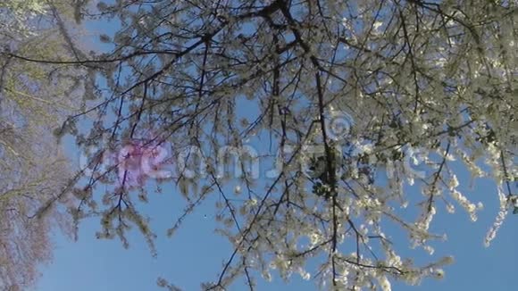 春天在蓝天上绽放美丽的自然景象与盛开的树春天的花美丽的果园春天视频的预览图