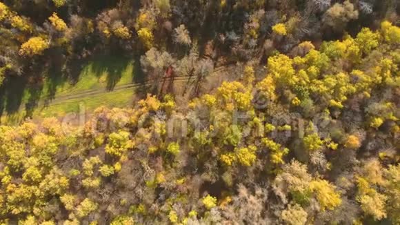 鸟瞰美丽的秋天森林有黄色和红色的树木秋天在森林里空中俯视视频的预览图