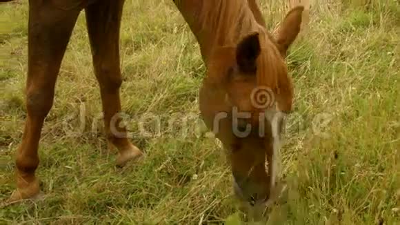 马在田里吃草视频的预览图