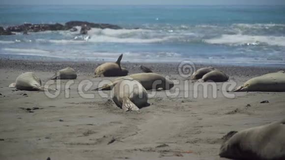 在加州圣西蒙附近海滩晒太阳的大象海豹视频的预览图