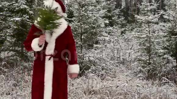 森林里放着小杉的圣诞老人视频的预览图