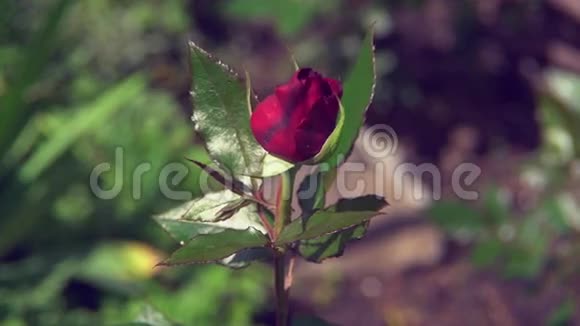 红玫瑰在花园里轻轻地吹着风视频的预览图