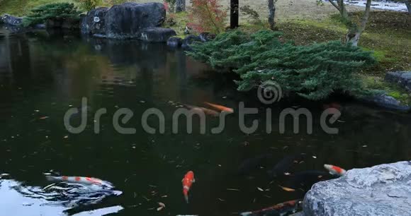 日本静冈县久郎村池塘里的游泳鲤鱼视频的预览图