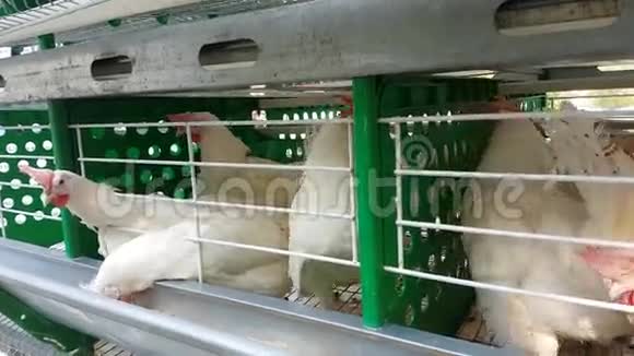 鸡的白色品种在笼与槽在禽舍视频的预览图