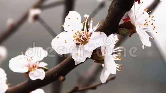 春暖花开杏树枝上美丽的白花视频的预览图