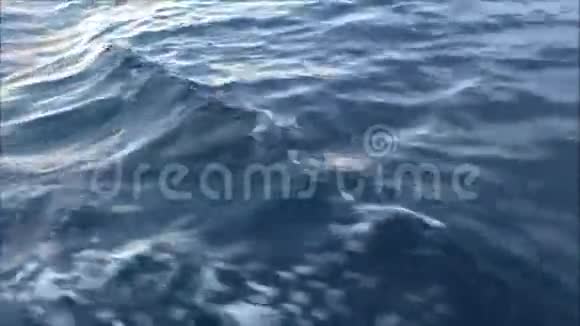 早晨海面上的水在流动视频的预览图