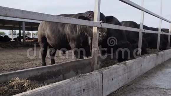 黑牛在农场院子里吃干草视频的预览图