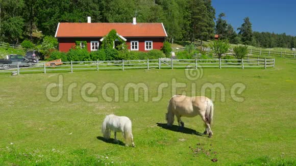 在斯德哥尔摩附近的斯堪的纳维亚乡村放牧的马视频的预览图
