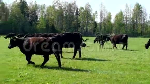 一群奶牛在一片绿色的田野里放牧着黑安格斯视频的预览图