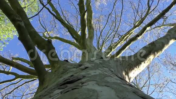 一棵树在蓝天的映衬下裸露的枝条视频的预览图