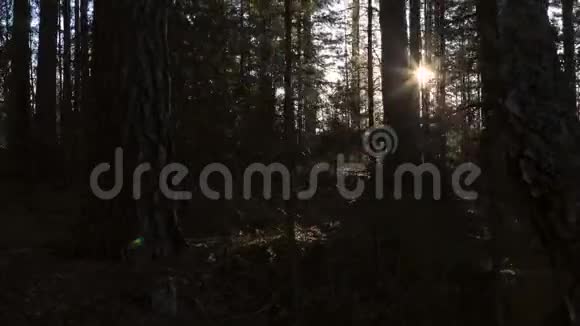 漫步在松林中视频的预览图