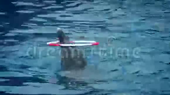 海豚巧妙地旋转盘旋在头上视频的预览图