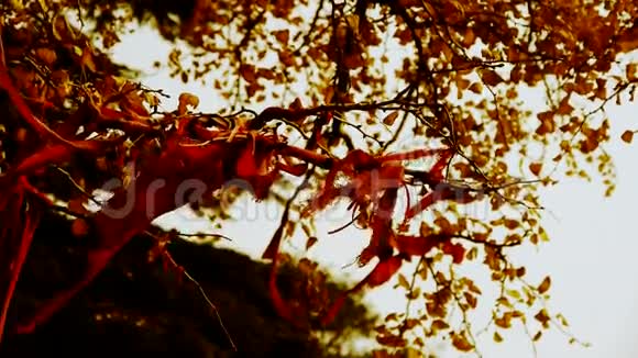红丝带缠绕在树枝上郁郁葱葱的银杏树在微风中树干森林树林视频的预览图