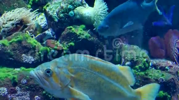 白色黄色的异国鱼类水族馆视频的预览图