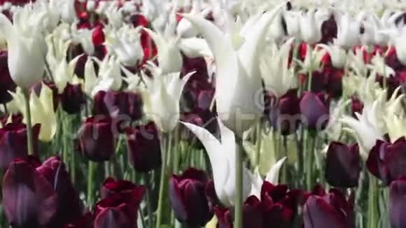 盛开的白色和紫色郁金香视频的预览图