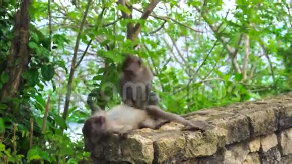 印尼巴厘岛的猴子从篱笆跳到树上视频的预览图
