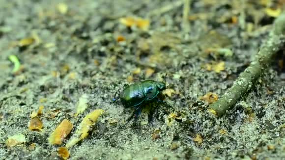 绿背甲虫爬在森林里的土壤上视频的预览图