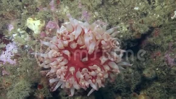 活在巴伦支海干净透明冷水中的阿尼蒙视频的预览图