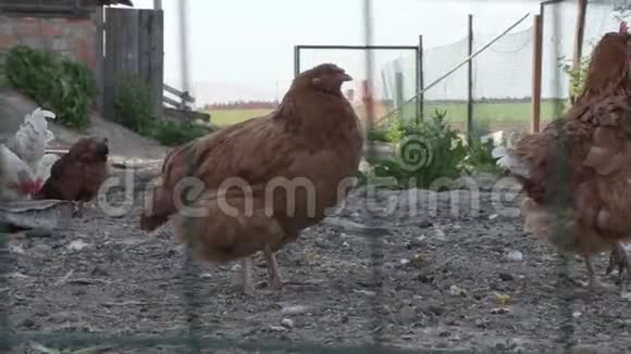 母鸡和公鸡正在农场的鸡舍里散步视频的预览图