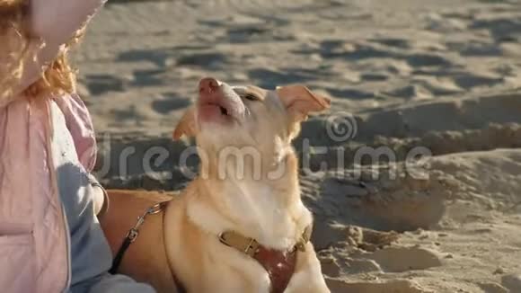 海滩上的女孩学龄前女孩喂狗春天视频的预览图