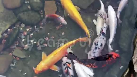 锦鲤鱼在人工池塘里游泳视频的预览图