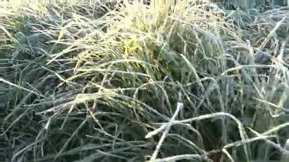 初秋寒冷的早晨结霜的草茎上有雾4K视频的预览图
