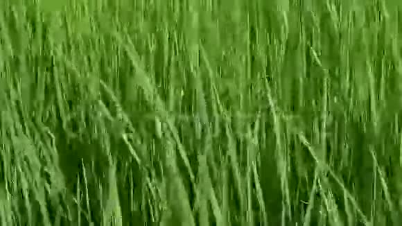 微风吹过水稻作物视频的预览图