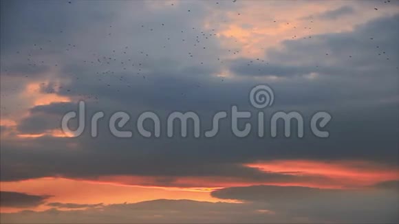 鸟儿成群结队地飞上云蒸天空视频的预览图