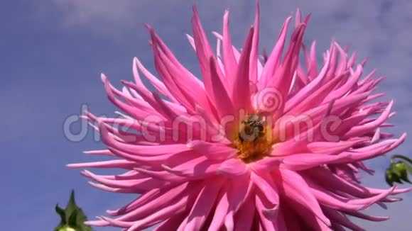 大丽花上的大黄蜂靠近视频的预览图
