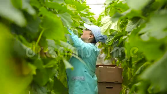 女农艺师收获黄瓜视频的预览图