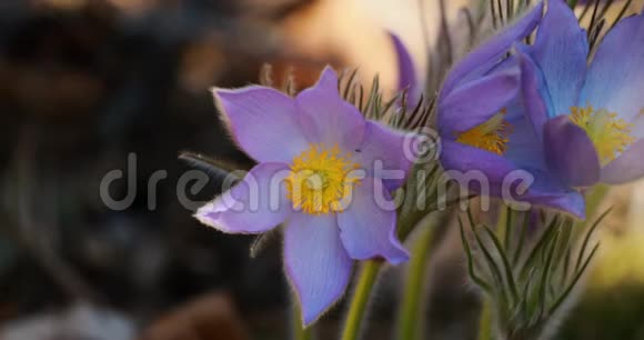 白俄罗斯美丽的野春花花毛科开花开花植物原产视频的预览图